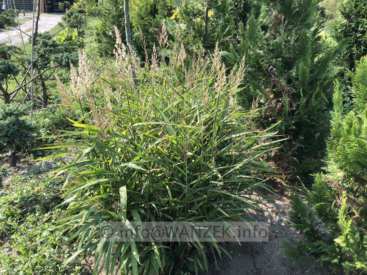 Stipa gigantea  002.JPG